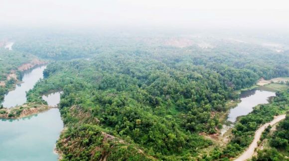 एसईसीएल में पहली बार मियावाकी प्लांटेशन, दो साल में तैयार होगा 20 हजार पेड़ों का जंगल