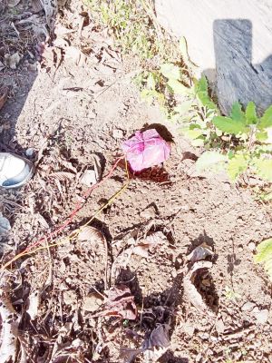 5 किलो का कुकर बम जब्त, जवानों ने किया निष्क्रिय