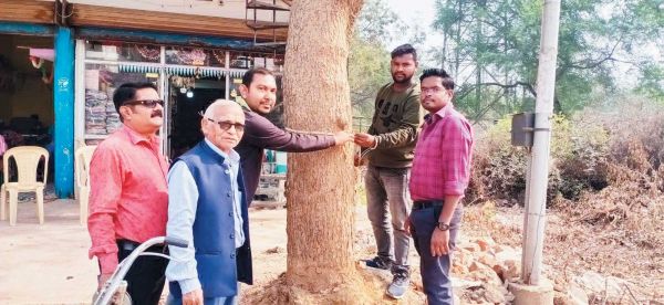  पिथौरा गौरव पथ के शेष बचे पेड़ों को बचाने ट्रांसप्लांट विशेषज्ञ कोलकाता से पहुंचे