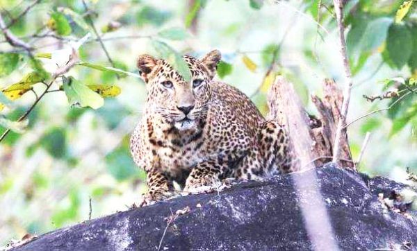 बारनवापारा अभ्यारण्य में पर्यटकों को दिख रहे वन्यप्राणी