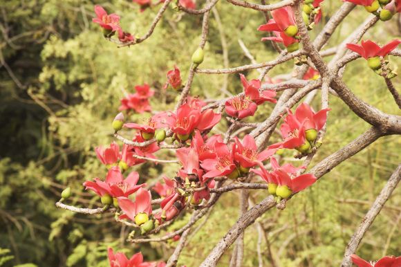फूलों से लदे टेसू के पेड़
