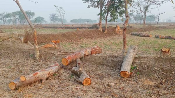 ग्रामीण क्षेत्रों में खेत की मेड़ में लगे पेड़ों की कटाई जारी