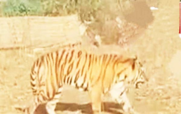  सिरपुर मुख्य मार्ग पर दिखा बाघ, वीडियो फैला
