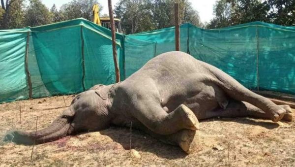 दल से भटकेनर हाथी की मौत, जांच शुरू