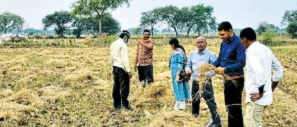  अंधड़ व बारिश से गेहूं की फसल जमीन पर, किसानों ने सरकार से मांगा मुआवजा 