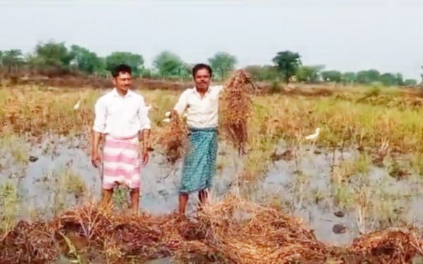बेमौसम बारिश: किसानों को चौतरफा नुकसान