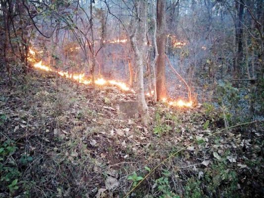 जंगल में ग्रामीण लगा रहे आग, पौधे नष्ट