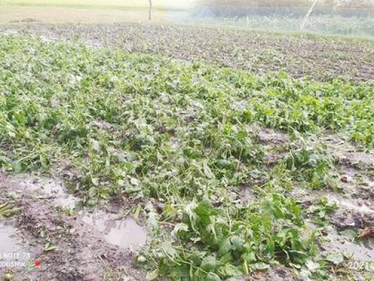 बेमौसम बारिश: आम की कैरियां  झड़ गईं, सब्जियों को भारी नुकसान  