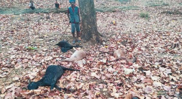 गाज से 4 बकरियों की मौत, एक बकरी पहुंची घर