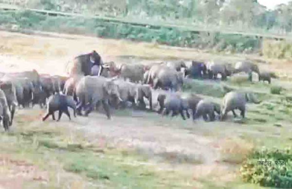 धरमजयगढ़ वन मंडल में हाथियों का उत्पात, फसल, पौधे व फैंसिंग पोल को क्षति