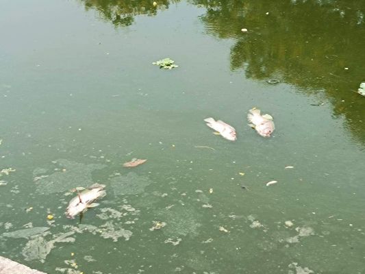 चौपाटी के सरोवर में सैकड़ों मछलियां मरी