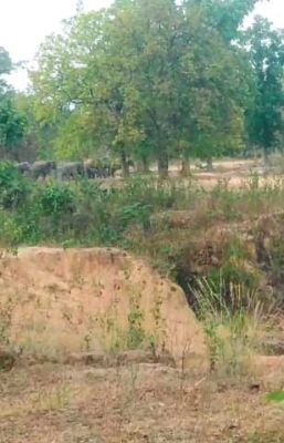 रायगढ़: 90 से अधिक हाथी कर रहे विचरण, कई जगह फसलों को भी नुकसान