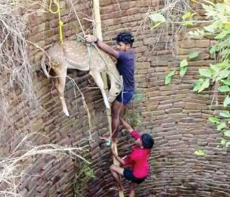 जंगल से भटककर कुएं में गिरी हिरण, वन विभाग की टीम ने ग्रामीणों की मदद से बचाई जान