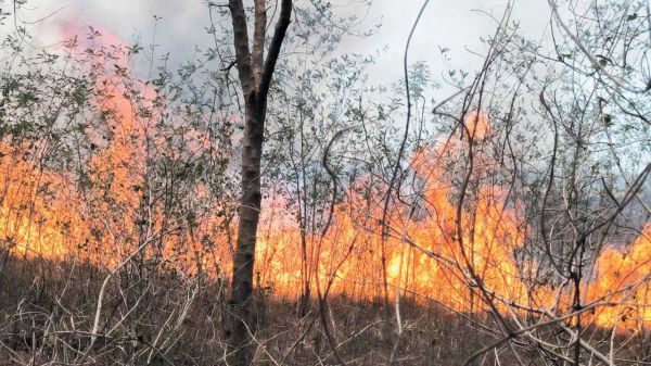 बीएसपी के अधीन 50 एकड़ घास जमीन पर लगी आग, तीन दमकल पहुंची