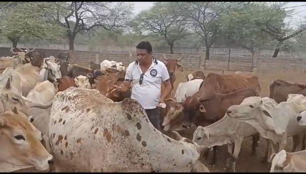 फुंडहर गौठान में 218 गाय-बछड़ों को लगे टीके