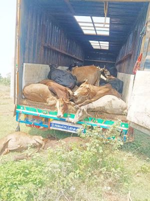 50 से अधिक गाय-बैल से भरा कंटेनर सडक़ में फंसा, 15 गौवंशों की मौत