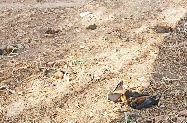 चमगादड़ों की मौत लू से होने की वन विभाग ने की पुष्टि