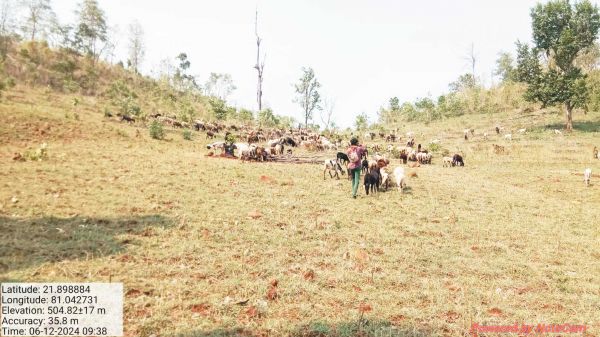 कबीरधाम के जंगलों में राजस्थानी गुजराती भेड़-बकरियों का डेरा, चट कर रहे वनस्पति