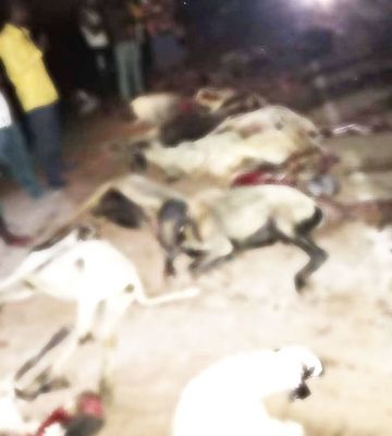 तेज रफ्तार हाइवा ने मवेशियों के झुण्ड को रौंदा, 25 भेड़ और एक बकरी की मौत