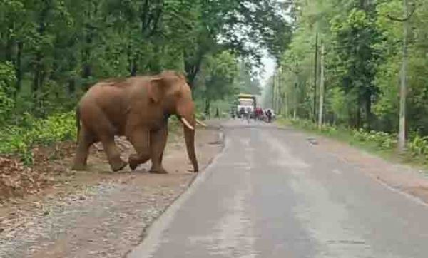 एक बार फिर सडक़ पर हाथी, वाहनों  की लगी कतार 