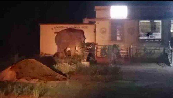 देखें VIDEO : बंगुरसिया अस्पताल परिसर में हाथी पहुंचा, जंगल की ओर खदेड़ा