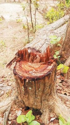 साल के पेड़ों की कटाई, रेंजर समेत अमले को नहीं है सुध