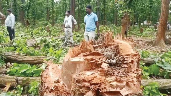 अलखडीहा जंगल में पेड़ों की अवैध कटाई