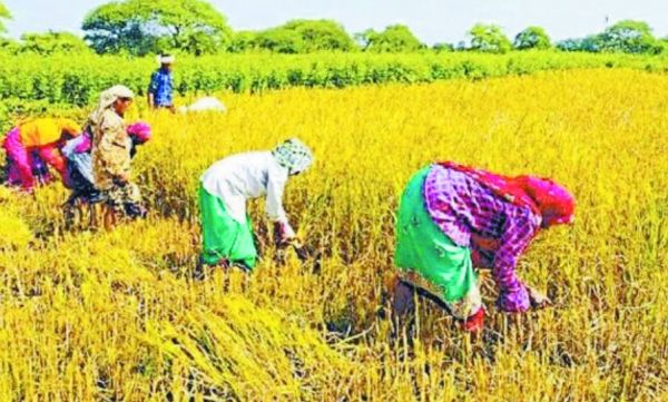 कटने लगी अर्ली वैरायटी के धान